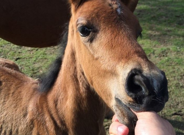  Little foal 
